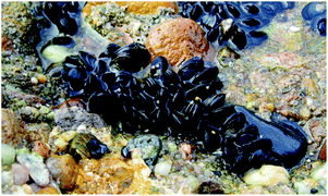 Blue mussels attached to a rock on the coast.47