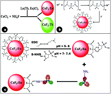 Schematic reaction mechanism depicting (a) formation of lanthanide doped CaF2 particles in the absence of citrate; (b) pre-complexation of citrate ions by Ca2+ followed by formation of Cit-CaF2:Eu nanoparticles in the presence of F− ions at pH 5.5; and (c) antibody conjugation of citrate stabilized CaF2:Eu nanoparticles.