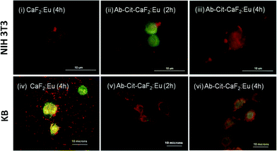 Fluorescent microscopic images showing the interaction of bare CaF2:Eu and antibody conjugated Cit-CaF2:Eu nanoparticles (Ab-Cit-CaF2:Eu) with EGFR−ve NIH 3T3 (top panel) and EGFR+ve KB cells (bottom panel) for different incubation periods.