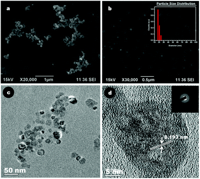 Representative SEM images of (a) bare CaF2:Eu particles; (b) Cit-CaF2:Eu nanoparticles (inset – particle size distribution by DLS); (c) TEM image and (d) HRTEM image (inset: SAED pattern) of Cit-CaF2:Eu nanoparticles.