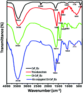 FTIR spectra of CaF2:Eu, trisodium citrate, Cit-CaF2:Eu and antibody conjugated Cit-CaF2:Eu nanoparticles, showing successful citrate functionalization and antibody conjugation on the nanoparticles.