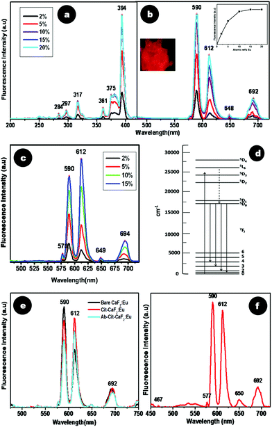 Spectrofluorimetric analysis of CaF2:Eu at varying dopant percentages (a) excitation and (b) emission spectra. Inset of (b) shows a graphical representation of emission (590 nm λex = 394 nm) intensity vs. dopant percentage of CaF2:Eu with saturation at 15%, and a picture of CaF2:Eu powder when viewed under a fluorescence microscope. (c) Emission spectra (λex = 394 nm) of Cit-CaF2:Eu with varying dopant percentages. (d) Intra orbital electronic transitions of Eu3+ ions. (e) Comparative photoluminescence spectra of bare, citrate stabilized and antibody conjugated CaF2:Eu. (f) Emission spectra (λex = 394 nm) of CaF2:Eu synthesized with liquor ammonia, maintaining a pH of 5.5.