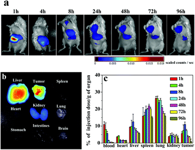 (a) NIR images of tumor bearing mice following IV injection of NIR797 labeled CS-AuNR NSs; (b) fluorescence imaging of various organs at 96 h post-injection; (c) biodistribution of CS-AuNR NSs in tumor bearing mice. The unit was a percentage of injection dose per gram organ (% ID per g) versus time post-injection.