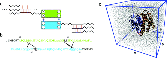 Role of the N-terminal domain in the silk assembly process. Panel a: schematic figure (not drawn to scale) of the association of the two monomers to form a dimer, which helps the alignment of the spidroins and leads to very long spidroin strands. The two blocks represent the homodimer that is also depicted in panel c. The zigzag line stands for the semi-amorphous region that alternates with β-sheet crystal forming parts, which connect different strands to a network. Panel b: the relevant domain within each of the monomer to form salt bridges. A black line connects the two amino acids involved in a salt bridge. These salt bridges are identified during the equilibrium molecular dynamic simulation using the length criterion. Panel c: simulation unit cell of the atomic structure of the homodimer of the N-terminal domain at equilibrium in aqueous conditions. The two monomers are depicted in different colors and each of them consists of five α-helices. The charged residues at the dimer interface are shown in red (for monomer 1) and blue (for monomer 2), in detail. The periodic box is given by the blue frame with lattice constants a, b and c in different directions. Water molecules are depicted by gray lines.