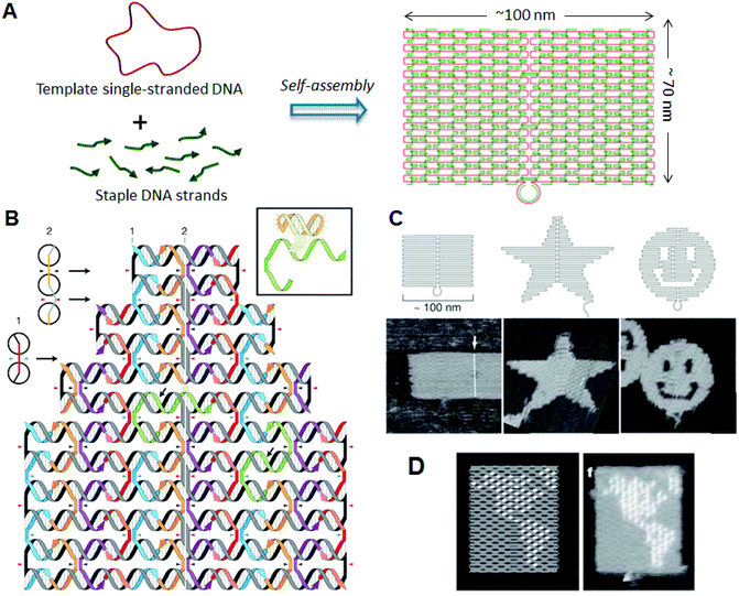 DNA origami structure. (A) The method employed to prepare a DNA origami structure from the template single-stranded DNA and staple strands. (B) Design of a self-assembled DNA origami structure and geometry of the incorporated dsDNAs. Colored strands and a gray/black strand represent staple strands and template single-stranded DNA, respectively. Staple strands connect the adjacent duplexes with crossovers. Inset: Structure of hairpin DNA for a topological marker. (C) Design and AFM images of self-assembled DNA origami structures. (D) Drawing of a hemisphere on the DNA origami with hairpin DNAs (white dots) and an AFM image of the assembled DNA origami.