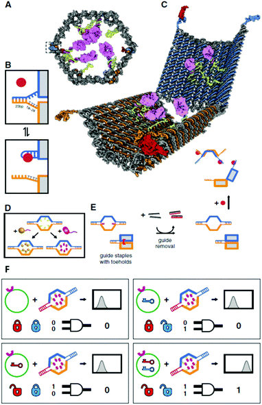 Design of aptamer-gated DNA nanorobot. (A) Schematic drawings of the closed nanorobot in hexagonal barrel shape loaded with protein payloads inside in front orthographic view. The nanodevice was fastened by two DNA aptamer based locks on the left (dashed box) and right side. (B) The nanodevice is unlocked when a DNA aptamer (orange) and the complementary strand (orange) dissociate in the existence of antigen key (red). (C) Schematic view of the open state of nanorobot by protein key displacement of aptamer locks. (D) Gold nanoparticles (gold) and Fab′ antibody fragments are employed as payloads inside of the nanorobot after modifications. (E) Guide staples with toeholds are incorporated to obtain the high yield of nanorobot in the closed state. (F) AND-gated nanorobot is activated (aptamer-encoded unlock) by molecular inputs expressed by target cells.