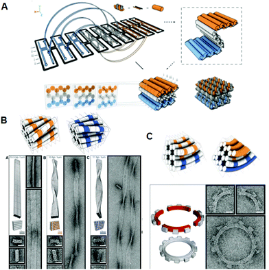Design and construction of 3D DNA origami structures. (A) Scheme for folding the 2D pleated structure into a 3D multilayered structure using staple strands connecting adjacent layers. Sectional views of the positions of the crossovers in the multilayered structure sliced at seven-base-pair intervals. (B) Global twisted structures of six-helix DNA bundles obtained by the selective deletion or insertion of nucleotides to change the helical turns from the normal 10.5 base pairs to 10 or 11 base pairs. TEM images of the polymerized ribbons containing 10.5-base-pair, 10-base-pair, and 11-base-pair helical pitches. (C) Global bending of six-helix DNA bundles by the deletion and insertion of nucleotides in the adjacent duplexes. Assembly of four components of a quarter circle with three teeth (50 nm radius) and TEM images of the 12-tooth gear.