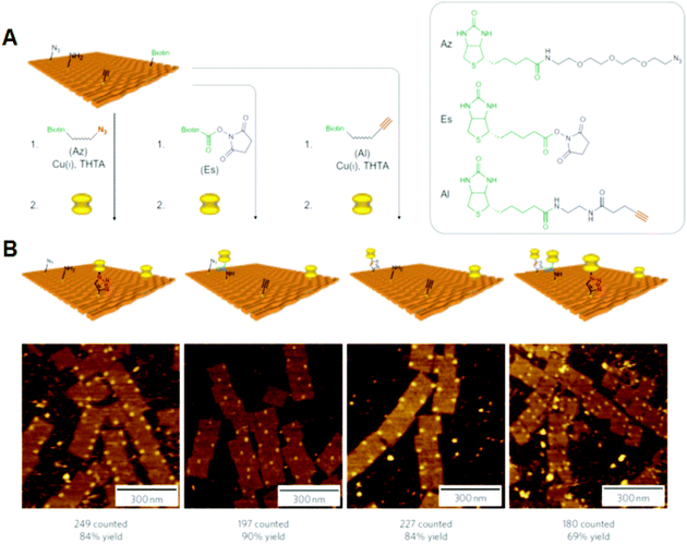 Single chemical reaction on DNA origami. (A) Reactive groups (azido, amino, and alkyne groups) were incorporated into the DNA origami by conjugation with staple DNA strands. The coupling reactions were then performed using the biotin-attached functional groups. The completion of the reactions was visualized by the binding of streptavidin. (B) AFM images of the three individual reactions and three successive reactions by the treatment of three biotin-attached functional groups. Yields are presented below.