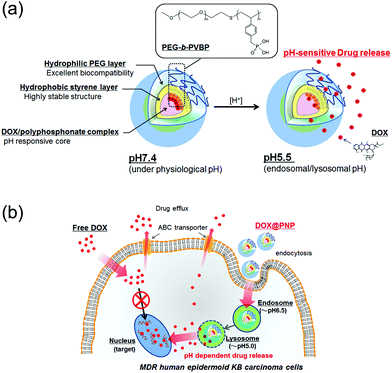 (a) Schematic illustration of the concept of pH-sensitive DOX release from the DOX@PNP and (b) a proposed model of the enhanced cellular entry and pH-sensitive DOX release of the DOX@PNP in MDR KB carcinoma cells to overcome drug efflux mechanisms.