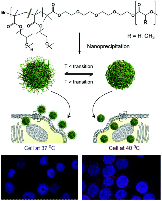 Schematic of the formulation of thermoresponsive nanoparticles and the proposed enhancement in cellular uptake due to change in surface corona with thermal response. Particles at temperatures below the thermal transition temperature of their outer shell; display hydrophilic chain-extended polymers (left-hand side) and enter cells less readily than the same particles above their polymer thermal transition temperature (TTT) (right-hand side). An increased signal from nanoparticle-encapsulated fluorescent dye is indicative of the increased uptake of particles above their TTT in cells at 40 °C (bottom right) compared to 37 °C (bottom left).