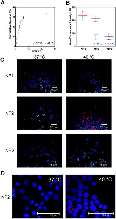 (A) Cumulative release of rhodamine 6G from NP2 nanoparticles (formulated from polymer 2) at below (37 °C) and above TTT (42 °C). Points are mean ± one standard deviation for 2 replicates. (B) Mean of the fluorescence intensity of MCF7 cells exposed to R6G-loaded nanoparticles for 2 h as a function of temperature (below and above TTT) obtained by flow cytometry. Circles represent individual measurements, lines represent mean values and error bars represent one standard deviation. ***P < 0.001 for NP2 at the two temperatures. (C) Fluorescence micrographs of MCF-7 cells treated with thermoresponsive nanoparticles over clinically relevant temperature range (37 vs. 40 °C). (D) Higher resolution confocal micrographs of MCF-7 cells treated with R6G-loaded NP2 at 37 °C and 40 °C, showing enhanced signal from NP2-encapsulated R6G in cells. Nuclei are stained with DAPI (blue) while particles carry rhodamine 6G (red).