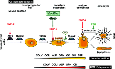 Complex regulation of osteoblastogenesis by at least two transcription factors, ATF6 and RUNX2. In the schematic outline it is highlighted that BMP-2 activates the transcription factor RUNX2 via ATF6. Subsequently, this cytokine binds to its receptor BMPR additionally inducing the differentiation pathway of osteoprogenitor cells (mesenchymal cells) to osteoblasts. On this differentiation pathway BMP-2 synthesis increases in response to silica/biosilica and triggers further the differentiation to mature osteoblasts. In addition, in response to silica/biosilica the osteoclastogenesis inhibitory factor OPG is induced in osteoblasts, which in turn inhibits RANKL, an essential activator of osteoclast differentiation. The interaction of BMP-2 with its receptor BMPR is inhibited by sclerostin, a glycoprotein whose synthesis is regulated by the PTH hormone. The mature osteoblast can undergo apoptosis or remains entrapped in the mature bone as an osteocyte. The expression studies suggest that genes encoding for COLI, COLV, OPN and ON are dependent on the activation of the BMP-2 signaling (RUNX2-independent) pathway. For the studies here, SaOS-2 cells have been used.