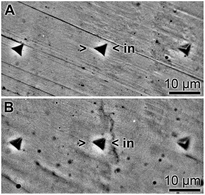 Surface characteristics of the alginate hydrogel in the absence of silica (HG; A), as well as in the presence of silica (Si-HG; B). The indentation marks (>in<) in these light microscopic images have been set with a Berkovich diamond and show the characteristic triangular shape.