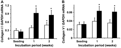 Altered expression of the collagen genes of type I (COLI) (A) and type V (COLV) (B) in dependence on the presence of silica. Again it was measured that in the presence of silica (filled bars) the transcript level for the respective collagen genes is significantly higher after a one or two weeks incubation period, as compared with the expression of the genes seen in cells not exposed to silica (open bars). Further details are given in Fig. 2B, and in the text.