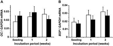 Gene expression of osteocalcin (OC) (A) and bone sialoprotein II (BSP) (B) in SaOS-2 cells in the absence (open bars) or presence of silica (filled bars).