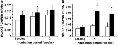 Gene expression of Runt-related transcription factor 2 (Runx2) (A) and bone morphogenetic protein-2 (BMP-2) (B) in SaOS-2 cells. The cultures were kept in the absence (open bars) or presence of silica (filled bars).