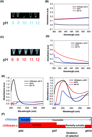 (A) Photographs of the chemically unmodified chitosan solutions at pH values ranging from 2 to 7 and (B) the UV-vis absorbance spectra of the chitosan at pH 2 (green), 4 (orange), 6 (blue), and 7 (red). The arrows indicate the baseline upshifts as pH increases, as an indication of the insolubility of chitosan. (C) Photographs of the chitosan-c solutions at pH ranging from 2 to 7, and (D) the UV-vis absorbance of chitosan-c at pH 2 (green), 4 (orange), 6 (blue), and 7 (red).