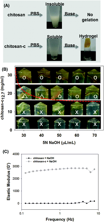 (A) Direct hydrogel formation of chitosan-c in PBS. Chitosan is insoluble in PBS preventing hydrogel formation (upper). Chitosan-c is water-soluble in PBS, allowing facile formation of chitosan hydrogels upon base addition (lower). (B) Sol–gel pseudo-diagram of chitosan-c12.7. (C) Effect of chitosan-c12.7 (20 mg ml−1) and 50 μL of 5 N NaOH in chitosan-c12.7 hydrogel formation.
