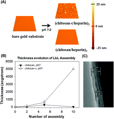 (A) SPM images of the LbL assembly on bare gold substrate (top left). An SPM image of the Au substrate functionalized by the use of water-soluble chitosan-c, (chitosan-c/heparin)2 (top right). An SPM image of the Au substrate modified by the use of chemically unmodified chitosan, (chitosan/heparin)2, which remained clean. All images are 5 μm × 5 μm in size. (B) The analysis of the LbL film thickness by an ellipsometer. Changes in the assembled film thickness as a function of the number of layers assembled of heparin and chitosan (closed triangle) or chitosan-c (open triangle) at pH 7.0. (C) A SEM image of the (chitosan-c/heparin)20 film.