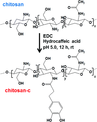 The one-step conjugation of catechol to chitosan.