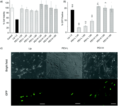 In vitro analysis in IMR-90 cells. (a) MTT cell viability assay of the DNA–polymer complex with different polymers and at different DNA to polymer weight ratios in IMR-90. The amount of DNA was fixed at 1 μg. (b) Initial testing for PEV-L along with Lipofectamine 2000 (Lip) and PVBLG-8 (P0) with varying pEGFP-N1 plasmid and polymer amounts. Transfection efficiency was analysed 48 h post-transfection with flow cytometry. (c) Fluorescent images of the transfection using Lip and PEV-H. Scale bars = 0.25 mm.