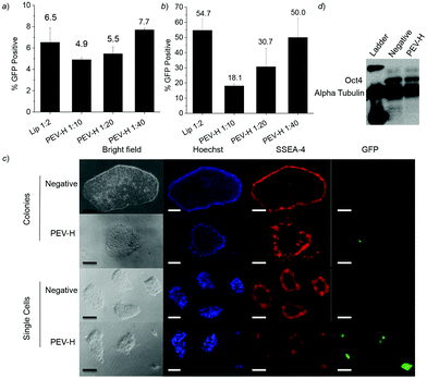 EGFP plasmid transfection efficiency using Lip and PEV-H of H1 hESC as (a) small colonies and (b) single cells as analysed by flow cytometry. (c) Bright field and fluorescence imaging of PEV-H transfection of EGFP plasmid into hESC as colonies and single cells. Colonies were stained with Hoechst and pluripotency marker SSEA-4 antibody conjugated with PE. Scale bar: 250 μm. (d) Western blot of cells isolated 72 h post-transfection demonstrating the protein expression of OCT4 in hESC H1 cells.