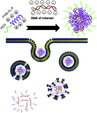 Plasmid DNA condensation by PEG-b-PVBLG-8 and the uptake and release of DNA inside the cell.