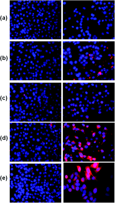 Fluorescence microscopy images of L929 cells (left side) and HeLa cells (right side) in the figure. Images acquired after incubating both the cells with 5 μg ml−1 of RITC-FA-HSNPs for (a) 0 min, (b) 30 min, (c) 1 h, (d) 2 h, (e) 4 h incubation.