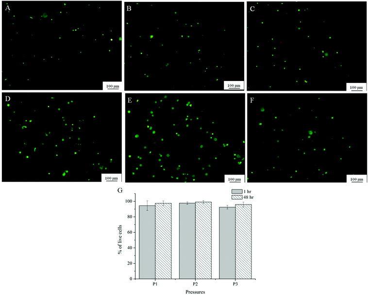 Representative images from Live/dead assay of Alg-Gel extruded at P1 (8 psi, A and D); P2 (16 psi, B and E); P3 (24 psi, C and F) after 1 hour (A–C) and 48 hours (D–F); (G) quantification of viability at 3 different pressures at 1 and 48 hour after printing.