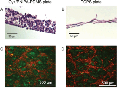 (A and B) Cross section views and (C and D) horizontal cell distribution in the cell sheet on day 10 in the (A and C) O2+/PNIPA–PDMS and (B and D) TCPS plates, respectively. In the horizontal distribution views, MIN6-m9 and NIH3T3 cells were labeled with PKH67 (green) and PKH26 (red), respectively.