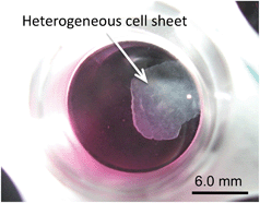 A picture of the cell sheet detached from the bottom surface of the O2+/PNIPA–PDMS plate after filling with the culture medium at 4 °C.