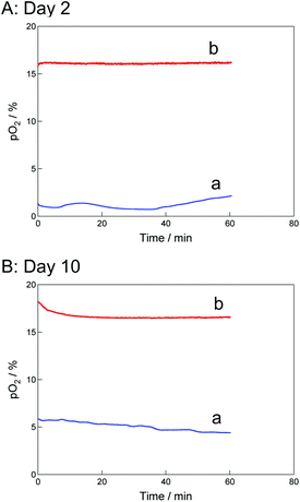 Time course changes in pO2 in the (a) TCPS and (b) O2+/PNIPA–PDMS plates with cultured cell sheets on days (A) 2 and (B) 10.