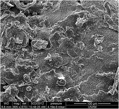 A surface SEM image of poly(glycerol-sebacate) (microwave stage of 3 minutes and curing time of 16 hours).