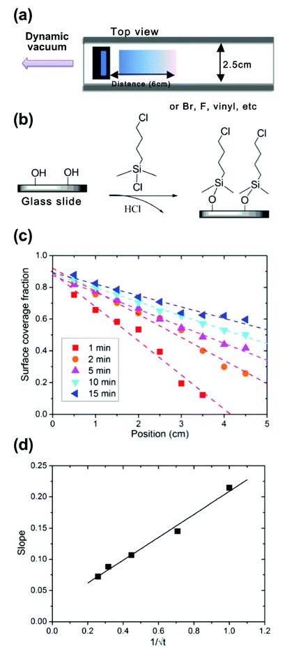 (a) The fabrication scheme for generating chemical concentration gradients of self assembled monolayers using a confined channel. (b) 4-chlorobutyldimethylchlorosilane was used as chemical source and may be deposited on silicon or glass. The profile data were based on measurements from three samples prepared under identical conditions. (c) The relative concentration of chlorine molecules along the substrate and profiles was varied precisely by deposition time (theoretical prediction depicted by dotted lines). (d) There is a linear correlation (solid line) between the slope of the gradient and the diffusion time, which is in perfect agreement with the theoretical description. Static water contact angles were measured for each step of the substrate fabrication.
