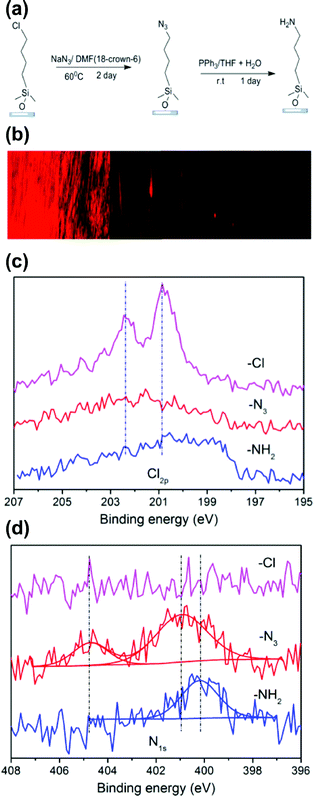 (a) Chlorine-terminated SAMs are converted easily to azides using an SN2 mechanism and further reduced quantitatively to an amine under mild conditions. (b) Fluorescence images for an amine concentration gradient surface that was derivatized with Texas Red afforded visualization of the amine-concentration profile on the gradient surface. (c) High resolution N1s and Cl2s spectra from XPS verified the quantitative conversion of the individual reactions. (d) High resolution N1s spectra show the stepwise transition from Cl to N3 to NH2 functional groups.