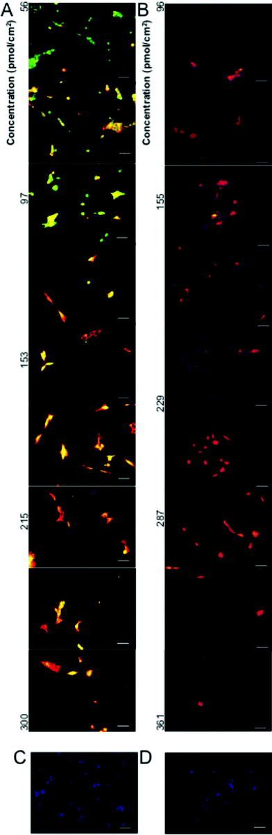Immunoflourescent staining of neural markers Sox3 (Green) and TUJ1 (Red) with nuclear staining (Blue) after (A) 1 day and (B) 3 days of neural differentiation. Scale bar = 50 μm. Control staining without exposure to primary antibodies after (C) 1 day and (D) 3 days of neural differentiation. Scale bar = 50 μm.