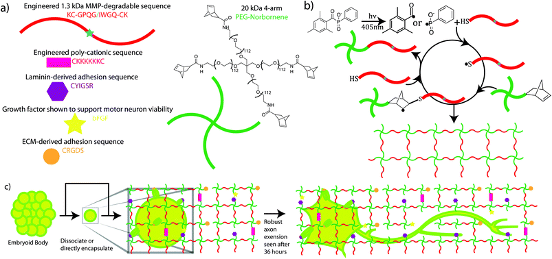 Schematic illustrating ESMN encapsulation in degradable peptide crosslinked PEG hydrogels functionalized with ECM-mimic peptides, a cationic peptide, and bFGF. Gels were formed using a thiol-ene click chemistry and LAP as a visible-light photoinitiator. (a) Chemical structures of network components are shown along with schematic representations. (b) The mechanism for gel formation relies on radical-mediated thiol-ene chemistry to produce step growth networks. Free thiols quickly and efficiently initiate chain transfer minimizing radical damage to other species. (c) Motor neurons are encapsulated in the gel formulations and interact with pendent YIGSR and RGDS groups through integrin-mediated binding. Within 36 hours MMPs expressed by the neurons erode defects through the network and allow axons to extend. The diagram is not to scale but has been enlarged to show all of the gel components. The mesh size of the network is on the order of ∼10 nm while an axon is ∼1 micron in diameter.