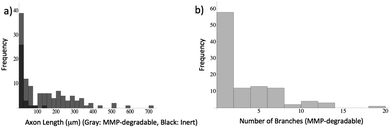 Quantification of motor neuron phenotype. Stacks are loaded into Simple Neurite Tracer48 and axon length and branching are quantified. (a) Histogram of axon length in both non-degradable (black) and MMP-degradable (gray) gels. (b) Number of major axon branches in MMP-degradable gels. None of the axons in the non-degradable gel branched.