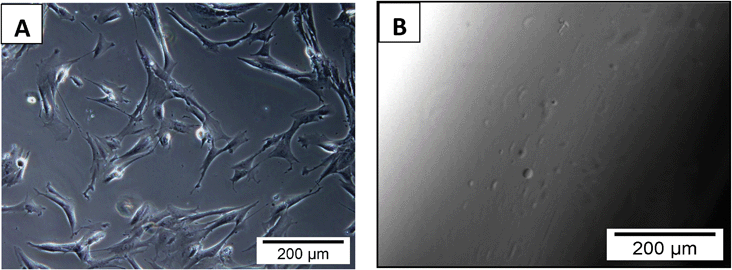 Optical micrographs showing cell proliferation of IMR-90 cells in the cell culture well around the hydrogels (A) and absence of cell growth on the surface of the hydrogel (B) after 5 days of co-culture.