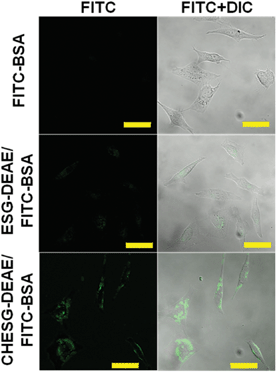 CLSFM images of HeLa cells incubated with free FITC-BSA, ESG-DEAE–BSA complex, and CHESG-DEAE–BSA complex. [ESG derivatives] = 120 μg mL−1, [FITC-BSA] = 2.64 μg mL−1. Scale bar = 50 μm.
