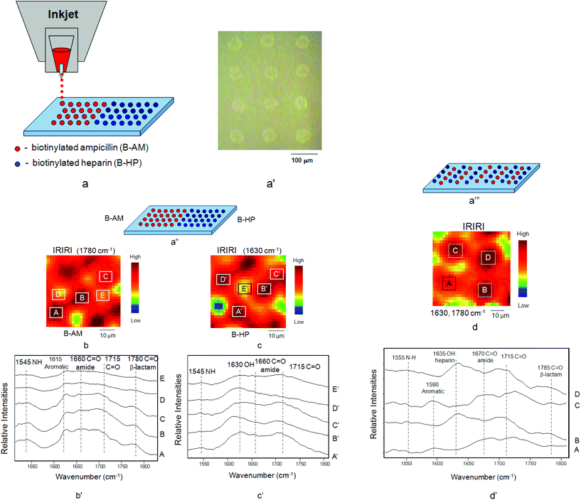 (a) Inkjet printing of B-AM and B-HP onto STR–B-PEG–MA-PTFE surface, (a′) optical images of B-AM and B-HP printed from the inkjet, (a′′) horizontal printing pattern of B-AM and B-HP, (b) IRIRI images of B-AM, (b′) IR spectra recorded from selected areas A, B, C, D, E of IRIR images of B-AM, (c) IRIRI images of B-HP, (c′) IR spectra recorded from selected areas A′, B′, C′, D′, E′ of IRIR images of B-HP, (a′′′) alternating stripe printing pattern of B-AM and B-HP, (d) IRIRI images of B-AM and B-HP, (d′) IR spectra recorded from selected areas A, C of IRIR images of B-AM and areas B, D of IRIR images of B-HP.