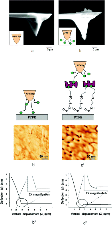 SEM images of (a) Si3N4·AFM tip before modification, (b) after modification with B-BSA; AFM dynamic force recognition of (b′) PTFE, (c′) STR–B-PEG–MA-PTFE; voltage displacement curve of (b′′) PTFE, (c′′) STR–B-PEG–MA-PTFE.
