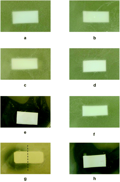 Optical images of TSA plates containing (a) PTFE, (b) MA-PTFE, (c) B-PEG–MA-PTFE, (d) STR–B-PEG–MA-PTFE, (e) B-AM–STR–B-PEG–MA-PTFE, (f) B-HP–STR–B-PEG–MA-PTFE, (g) B-AM/B-HP–STR–B-PEG–MA-PTFE with side-by-side pattern, (h) B-AM/B-HP–STR–B-PEG–MA-PTFE with alternating stripe pattern after incubation with S. aureus for 16 h at 37 °C.
