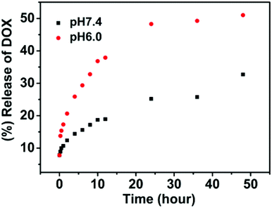 
            In vitro release of doxorubicin from SPU2 nanoparticles at different pH at 37 °C.