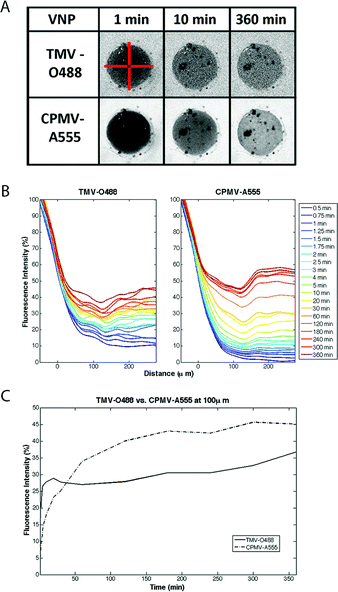 Diffusion rates of VNP rod TMV and sphere CPMV into agarose half-spheroids. A: Snapshots of confocal images showing distinct diffusion of TMV-O488 versus CPMV-A555 (note: the dark spots in the spheroid are microscopic air bubbles). The red bars are 300 microns in size and indicate the 4 slices analyzed and averaged in MatLab (see ESI for detailed description of MatLab data analysis). B: VNPs were added to the medium and imaging was performed over a 6 hours time frame. Imaging data were analyzed using ImageJ and MatLab software. The fluorescence intensity normalized against reservoir fluorescence intensity is plotted over distance, with 0 μm being the edge of the spheroid structure. Fluorescence intensity versus distance is plotted over time. C: Fluorescence intensity measured at 100 μm distance within the spheroid over time is plotted; data indicate a bi-phasic behavior for TMV and CPMV, with opposite trends of diffusion rates in phase I and II; the diffusion rate in phase I is characterized by Dphase I TMV ≫ CPMV; in phase II this trend is reversed with Dphase II TMV ≪ CPMV.