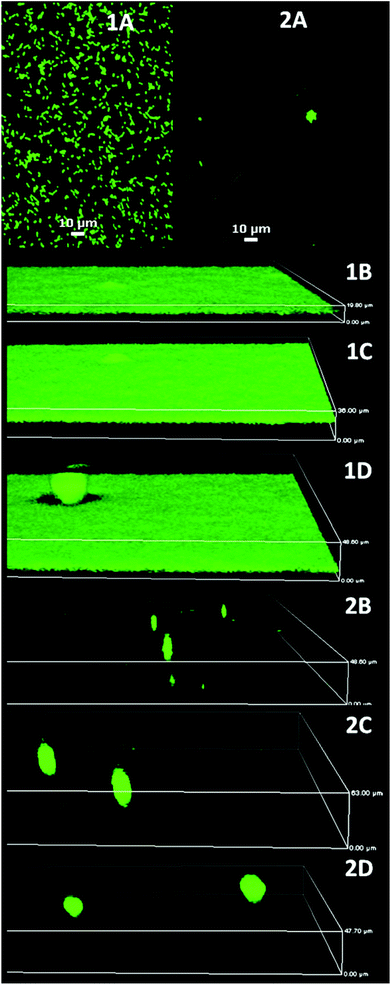 P. aeruginosa PAO1 biofilm development on glass (1) and MEDSAH (2); A – after 1 h, B – 18 h, C – 72 h, and D – 96 h. It is evident that flat biofilms and mushroom structures are present from the beginning of the experiment on glass and MEDSAH; the height of the 3D-boxes in the figure represents 1B – 20 μm, 1C – 36 μm, 1D – 49 μm, 2B – 49 μm, 2C – 63 μm and 2D – 48 μm; scale bar in A represents 10 μm. Note that the images for different time points represent different fields of view.