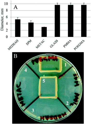 Motility of P. aeruginosa PAO1 associated with polymer surfaces; a drop of bacterial culture was applied onto an agar plate, dried and covered with a polymer-coated glass slip. Untreated glass was used as a control. Panel A shows the diameter of the ring of bacteria spreading under the coated glass slip after 18 h. Panel B shows a similar experiment after two days. In the case of untreated glass, POEGMA and PMMA, the bacteria placed in the center of the surface reached the edge of the glass slip and started growing around it. In the case of SPM, METAC and MEDSAH, the bacteria only spread in a small circle under the surface. 1 – POEGMA, 2 – SPM, 3 – MEDSAH, 4 – METAC, and 5 – untreated glass.