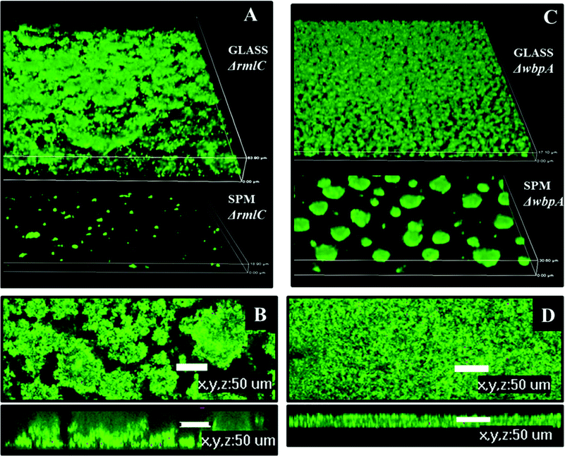 Biofilm architecture of P. aeruginosa PAO1 LPS mutants on SPM and on glass, 72 hours post inoculation. A – biofilm of PAO1 ΔrmlC on glass and SPM, 3D view, height of the 3D-box represents 63 μm for glass and 18 μm for SPM; B – biofilm of PAO1 ΔrmlC on glass, top and side view, scale bar represents 50 μm; C – biofilm of PAO1 ΔwbpA on glass and SPM, 3D view, height of the 3D-box represents 17 μm for glass and 30 μm for SPM; D – PAO1 (wild type) biofilm on glass, top and side view, scale bar represents 50 μm.