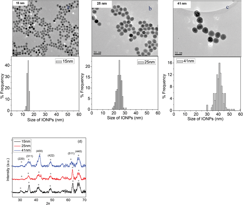 TEM images showing the morphology and size distribution graphs for the 15 nm (a), 25 nm (b), and 41 nm (c) IONPs used in this study, and the XRD patterns of three different sizes of IONPs (d).