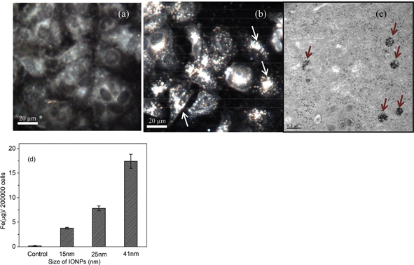 Dark-field microscope images of (a) control MCF-7 cell; (b) treated cells with 25 nm IONPs for 12 hours. Arrowheads show that IONPs accumulated on the surface of the cell membrane or within the cytoplasm of MCF-7 cells. Scale bar = 20 μm. (c) TEM images of MCF-7 cell treated with 25 nm IONPs for 24 hours. Red arrows indicate cytoplasmic aggregation of IONPs which indicates that the IONPs were uptaken inside the cells. (d) Total amount of Fe in MCF-7 cells after 24 hours incubation of different sizes of IONPs quantified by ICP-MS (mean ± SD, N = 3).